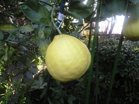 ご近所の家の庭先に実っている大きな実です。直径は10cm以上あり、少し縦長でレモンのような黄色です。
これは夏みかんでしょうか？ 