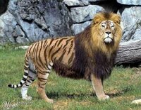 ライオンと虎のハーフ ライガー ライオンと虎のハーフを意味 とい Yahoo 知恵袋
