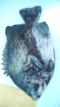 釣魚についてこやつもイシガキダイなんでしょうか 釣った場所は浜名湖の舞阪堤の Yahoo 知恵袋