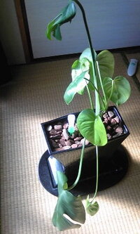 観葉植物のモンステラの調子が悪いです 新しく出てくる葉は一部が茶色くなるし Yahoo 知恵袋