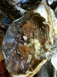 ワタリガニの寄生虫 海で獲ったワタリガニを30分塩茹でして食べてしま Yahoo 知恵袋