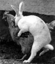 ウサギは繁殖力が強いのですか 鶏を襲っている画像があったので Yahoo 知恵袋