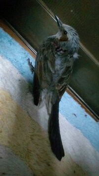 大至急 お願いします 怪我をした鳥の保護 先ほど怪我をした鳥を保護しま Yahoo 知恵袋