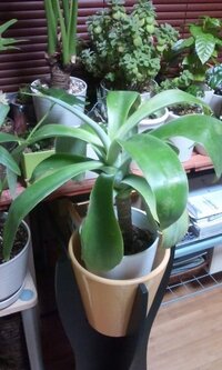 水はけの良すぎる土はどうしたら改善されますか 鉢に植える時 Yahoo 知恵袋