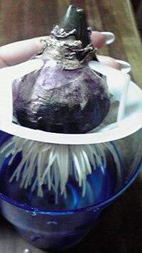 これはカビ 画像のようにヒヤシンスの球根の下半分が黒くなっています 初めての Yahoo 知恵袋
