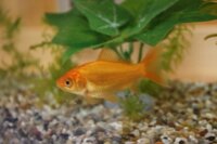 金魚のオス メスの 見分け方を 教えてください 性別の見分けが Yahoo 知恵袋