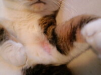 画像あり 猫のハゲ 原因は何でしょうか 皮膚病だったら可哀想です Yahoo 知恵袋