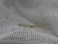 ホトケドジョウの共生について 近くの田んぼでホトケドジョウの稚魚２匹 Yahoo 知恵袋