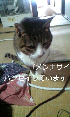 飼い猫に盗み食いをされました。ちょっとの間と思い居間に置いていまし 