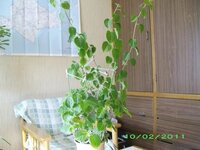 植木鉢のバラとブーゲンビリアの棘を取りたいのですが 生育に問題があるで Yahoo 知恵袋