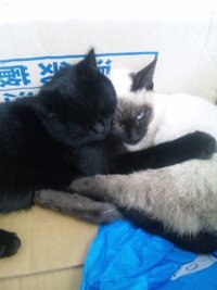 飼い猫の食欲がすごくて困っています シャム猫のオス二歳去勢済みを飼 Yahoo 知恵袋