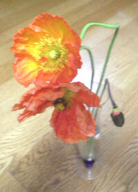 ポピーの切り花をたくさん頂いたのですが このポピーの切り花から種を取ること Yahoo 知恵袋