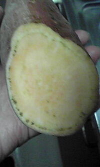 サツマイモから出てくる白いベタベタした液体 掘ったばかりのサツマイモを Yahoo 知恵袋