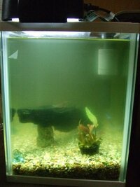 90ｃｍ水槽 90ｌ用 に金魚は何匹飼えますか 薄型の90ｃｍ水槽を使用 Yahoo 知恵袋