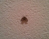 家の中でコバエよりも少し大きい位の小さな蛾が大量に発生して困ってま Yahoo 知恵袋