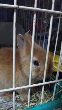 ネザーランドドワーフ生後一ヶ月の子について前回の質問 丁寧な回答本 Yahoo 知恵袋