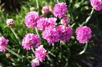 このアルメリアという花の花言葉を教えてください また 友情 を表した花言葉 Yahoo 知恵袋