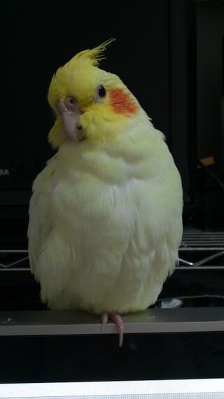 オカメインコが片足をあげたままです 生後６ヶ月のオカメインコを飼っていま Yahoo 知恵袋