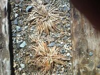 玉竜を増やしたいのですがポットから増やして植え替えした方がきれいです Yahoo 知恵袋