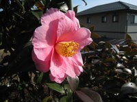 おすすめの椿の品種を教えて下さい 椿の品種がたくさんありすぎて選べません Yahoo 知恵袋