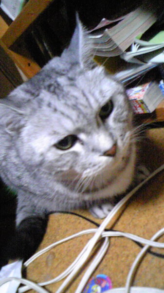 猫の鼻についてこんばんは！猫に詳しい方に質問です！猫って子猫の頃は 