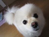 助けてください 怒りが収まりません 昨日愛犬のポメラニア Yahoo 知恵袋