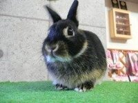 ネザーランドドワーフの飼い主様 ネザーの を飼っています うちの子を飼っ Yahoo 知恵袋