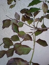 鉢植えのシマトネリコの葉が突然茶色く変色し始めてしまいました なに Yahoo 知恵袋