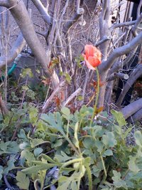 この花の名前を教えてください 道路の端に雑草のように咲いているかわ Yahoo 知恵袋