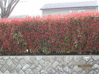 自宅前にある生垣ですが この時期赤い葉っぱをつける木は何でしょう 紅カ Yahoo 知恵袋