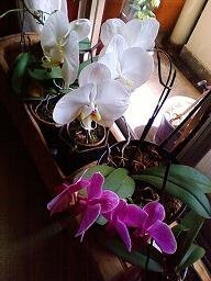 マンションの部屋の窓際で胡蝶蘭が5鉢咲いてますお花が咲いてる時期に Yahoo 知恵袋