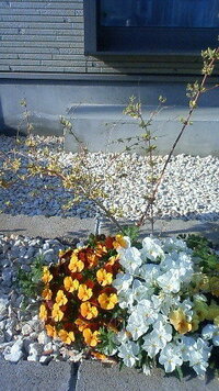 アベリアホープレイズについて昨年花壇に植えたアベリアホープレイズについ Yahoo 知恵袋
