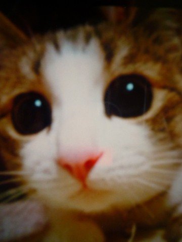 猫の黒目が大きくなる時はどんな時ですか？ - 可愛い猫ちゃんですね 