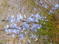 春になると駐車場や原っぱで紫の花の雑草 がたくさん生えているのですがなんとい Yahoo 知恵袋