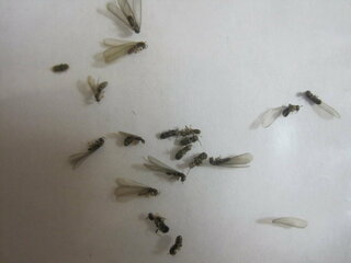 家のバルコニーに羽アリらしき虫がいました これはシロアリですか 羽アリですか Yahoo 知恵袋