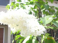 ４月から５月に白い花が咲くこの木の名前を教えてください 花は４枚の花弁に３枚 Yahoo 知恵袋