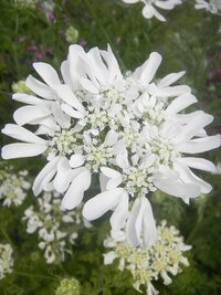 この花の名前を教えて下さい ノラニンジン 野良人参 でしょうか Yahoo 知恵袋