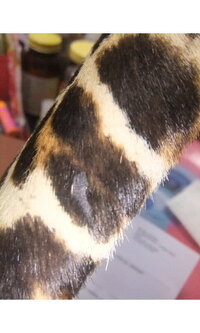 ハラコ素材 ってどう言うものですか お知恵お願い致します ハラ Yahoo 知恵袋