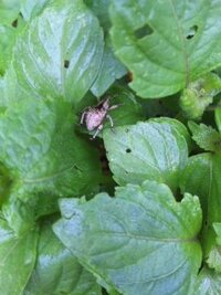 大葉を畑に植えたらたくさん虫にくわれてしまいました 今日みたら見た Yahoo 知恵袋