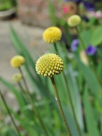 この花の名前教えて 背丈50センチくらい 花と葉っぱがかけ離れている徳島今日 Yahoo 知恵袋
