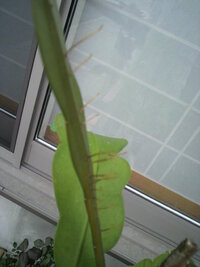 月下美人詳しい方 月下美人の茎のようなところから根のようなものが出ていま Yahoo 知恵袋