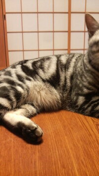 猫のお腹 下腹部 のたるみ 飼っている猫 5ヶ月 男の子 のお腹 Yahoo 知恵袋