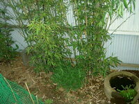 黒竹の筍の採り方並びに竹の葉について教えてください 庭の黒竹に筍が３ Yahoo 知恵袋