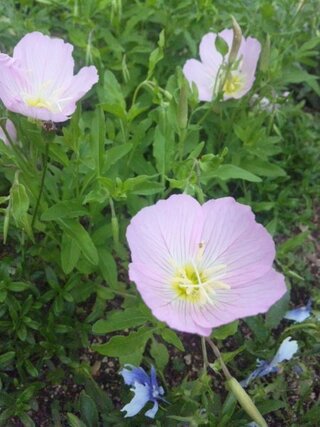 教えて下さい この花の名前 月見草のピンクバージョンみたいなのです Yahoo 知恵袋