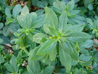 この植物の名前を教えて下さい 春 沈丁花の花に似た黄色い花を咲かせます 香り Yahoo 知恵袋