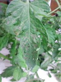 トマトの葉が黒い病気でしょうか 写真有り 家庭菜園初心者のため何と説明 Yahoo 知恵袋