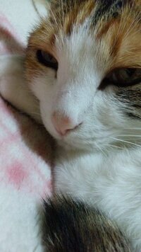 猫の鼻が変色しました 最近うちのにゃんこのピンク色の鼻が茶色に Yahoo 知恵袋