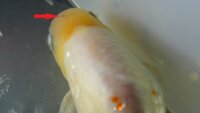 金魚のポックス病 飼っている金魚の一匹の頭に写真のような赤い Yahoo 知恵袋