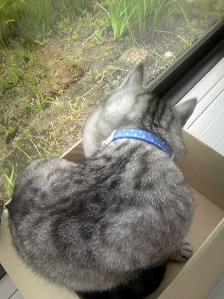 緊急】猫が後ろ足バタバタ振り払うようにして、気にして舐めてます。足 