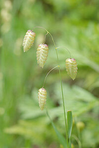 葉は笹に似て花は小判草のような今咲いている涼しそうな花の名前が Yahoo 知恵袋